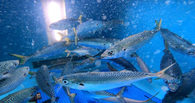 番長 活魚 鮮魚専門卸 卸業者 神戸 活サバ 活アジ